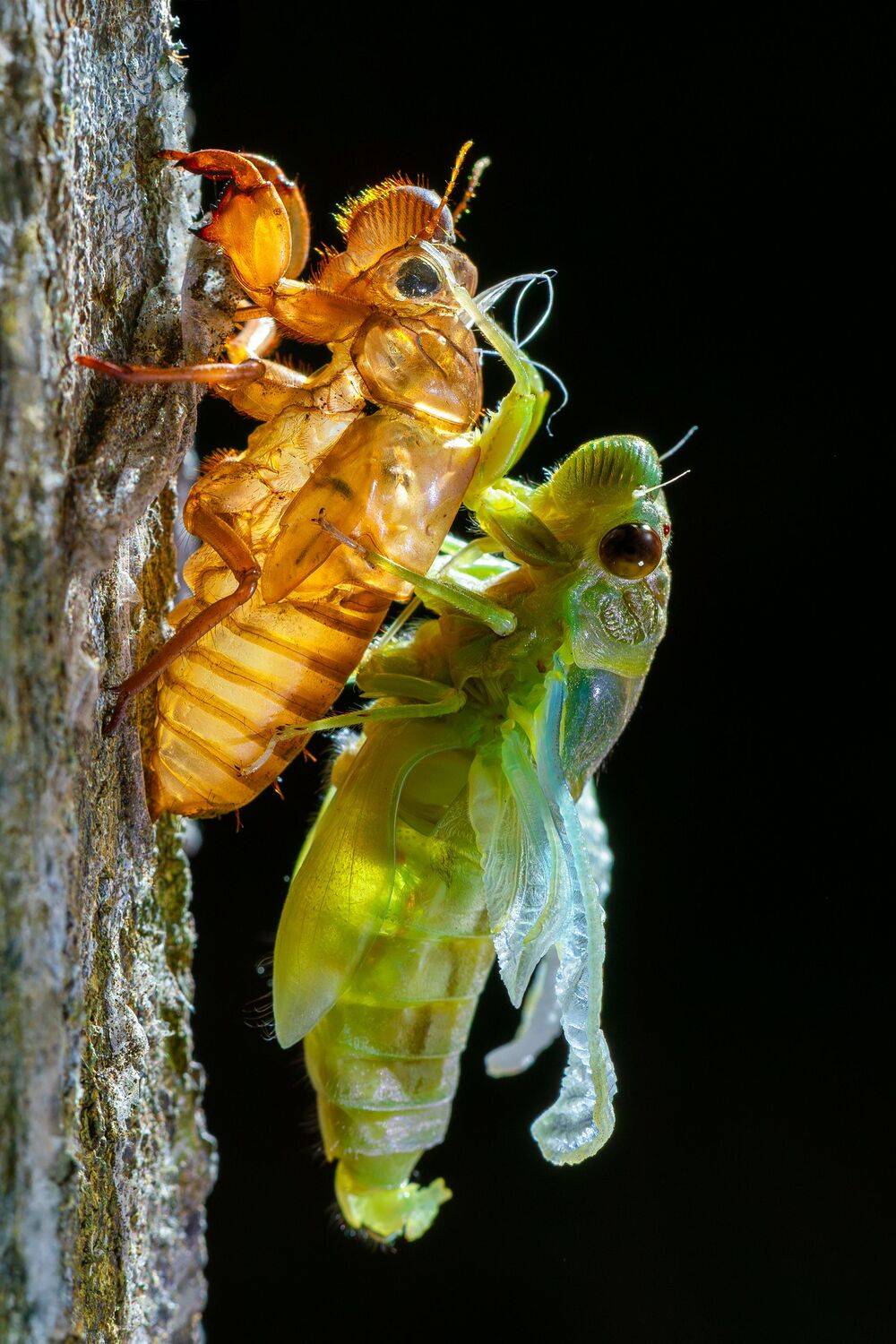 Cicada