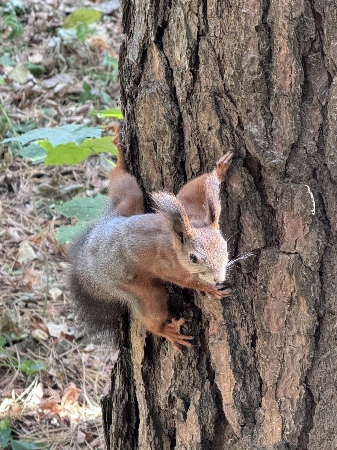 Photo #13528497