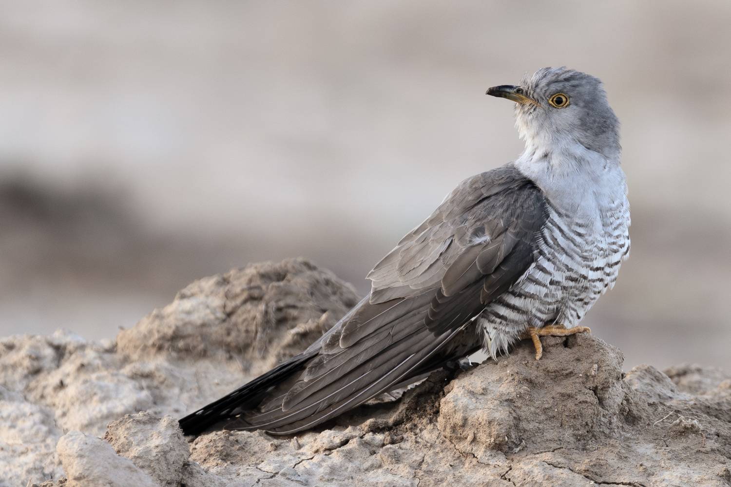 wicked bird