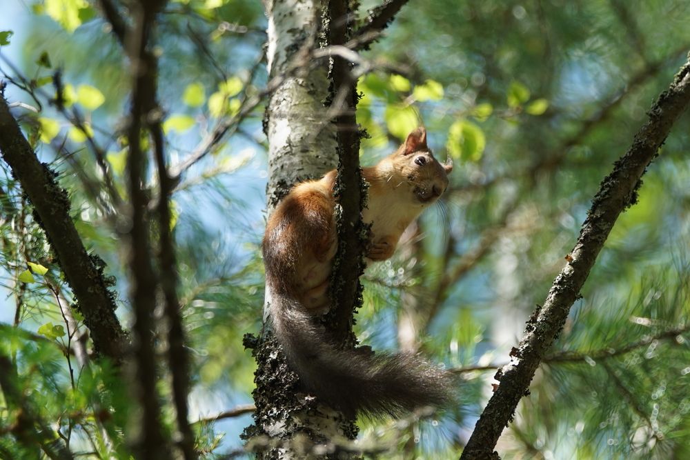Photograph by Алексей Курносов