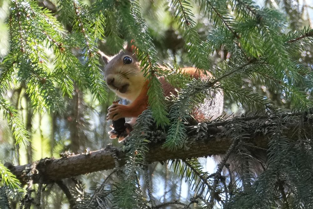Photograph by Алексей Курносов