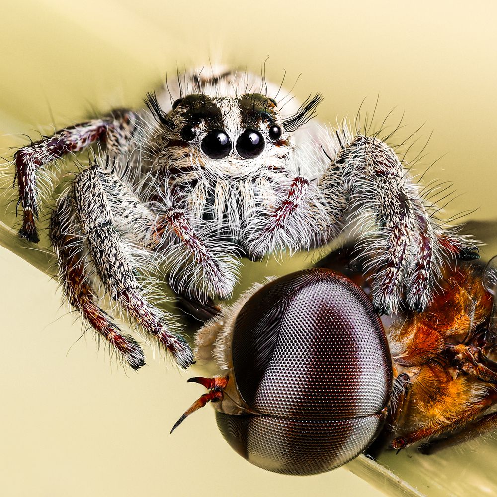 Hyllus diardi