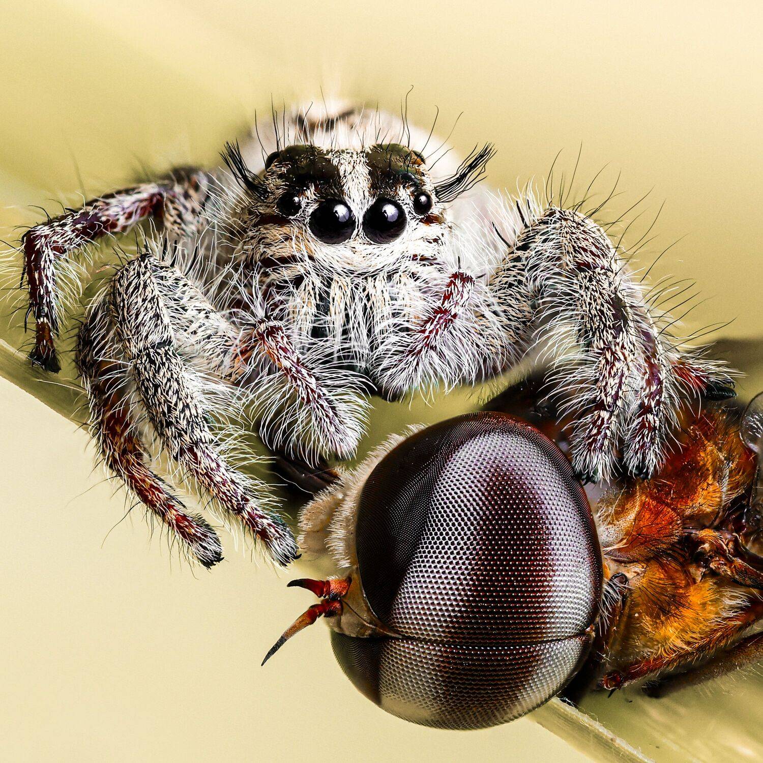 Hyllus diardi