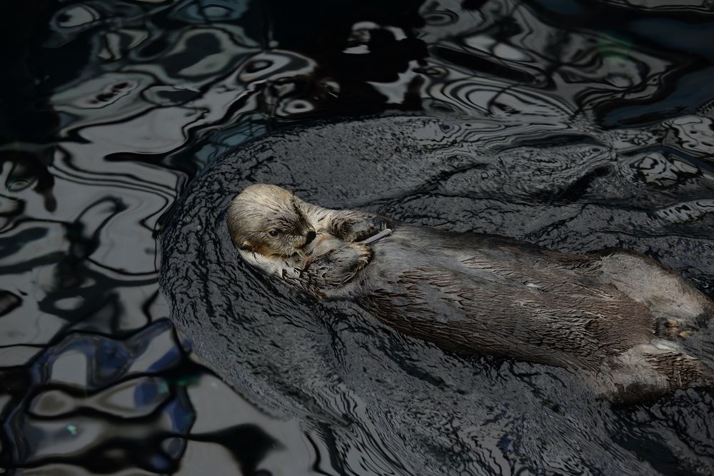 Photograph by Igor Bekagaev