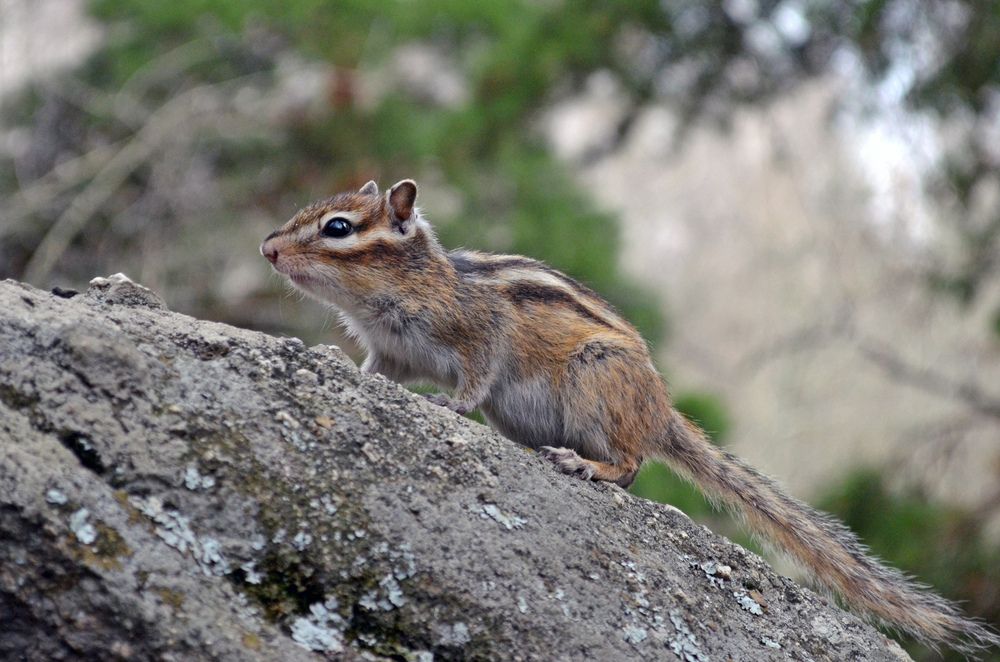 chipmunk