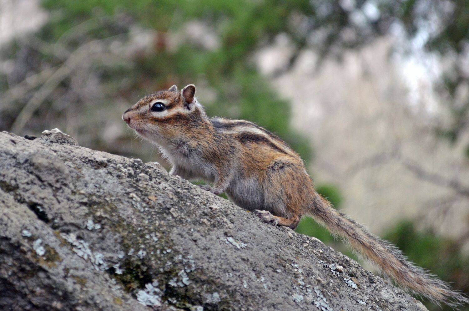 chipmunk
