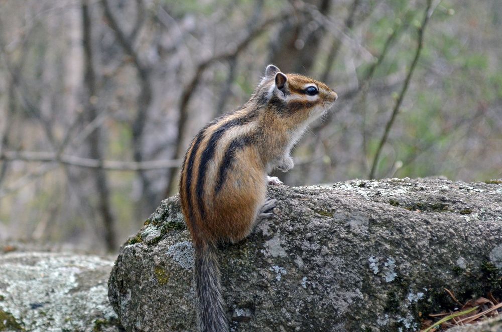 chipmunk