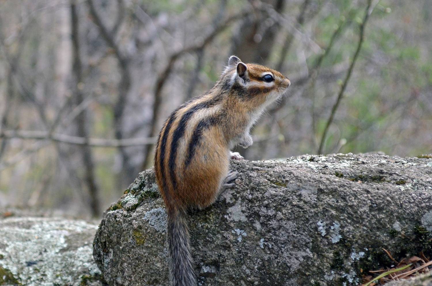 chipmunk
