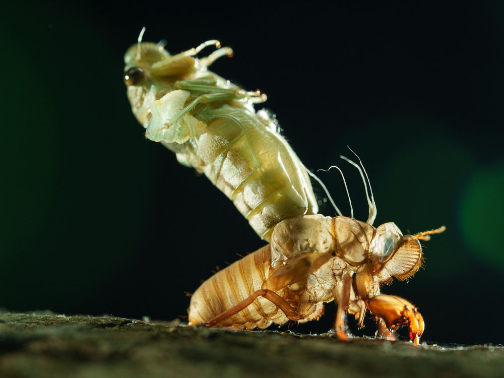 Molting cicada