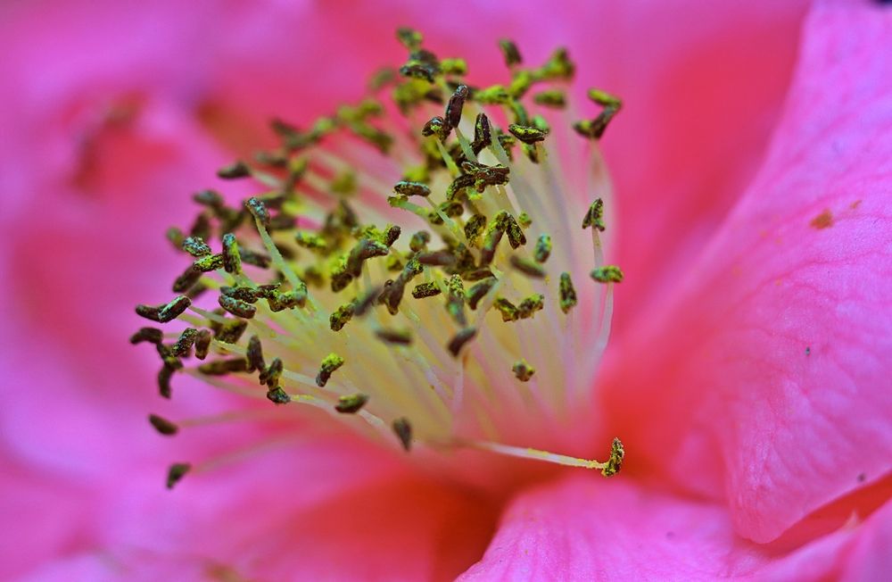 Stamens