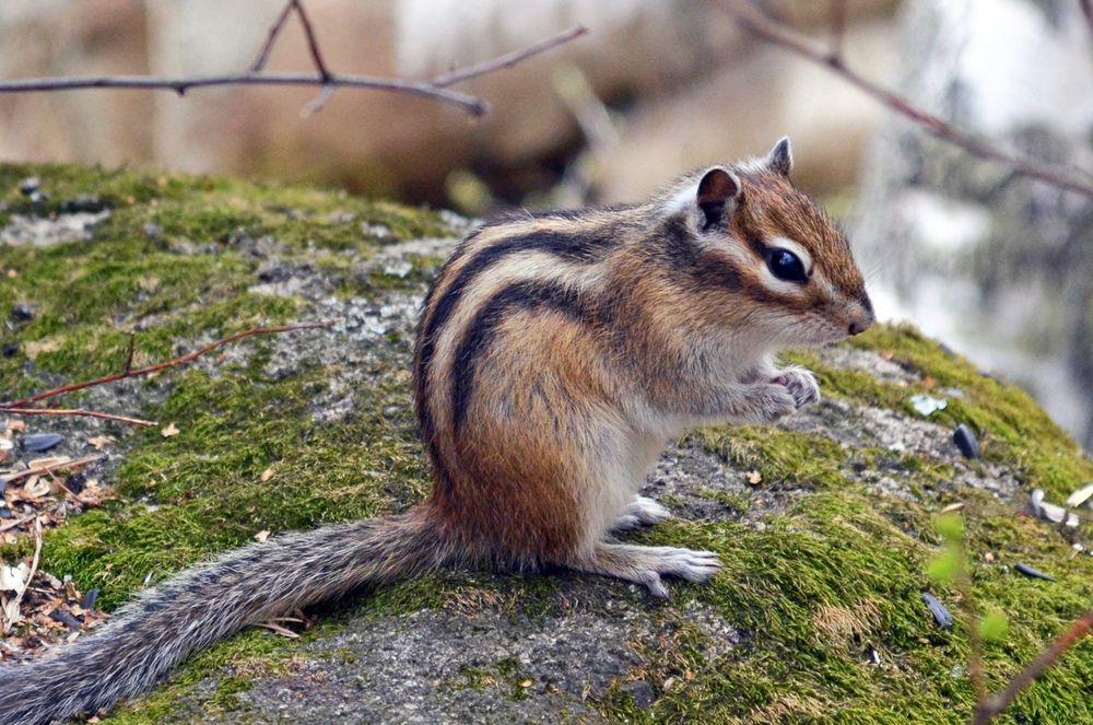 chipmunk