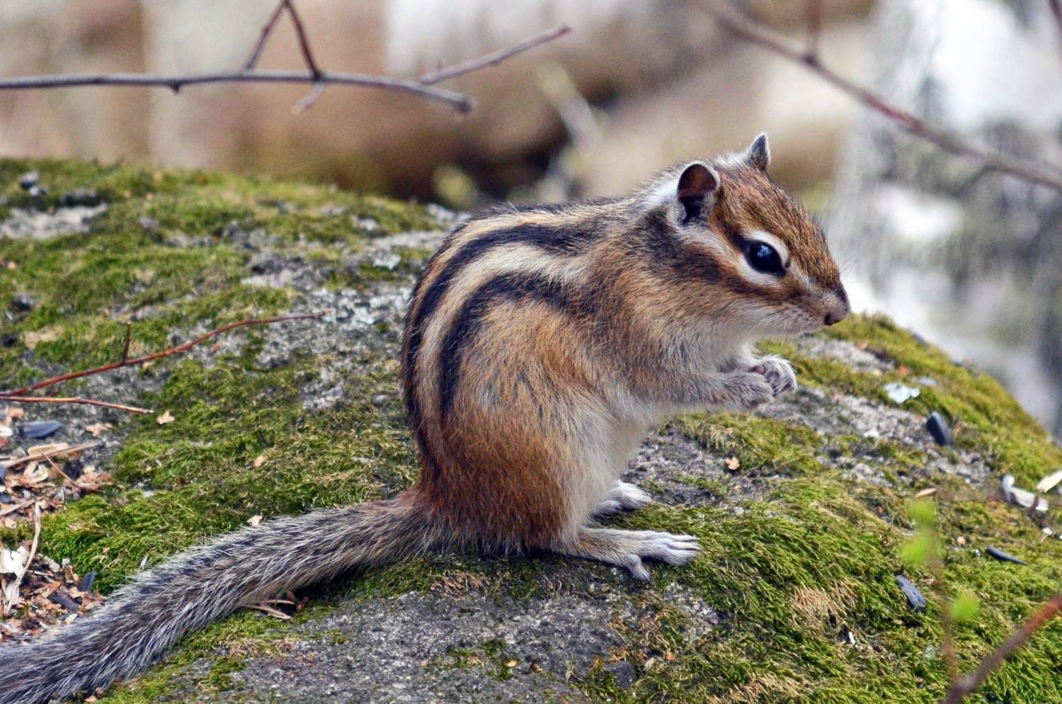 chipmunk