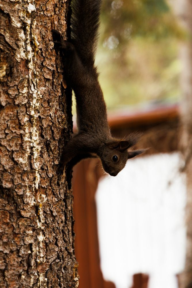 Photograph by ARTEM AFANACEV