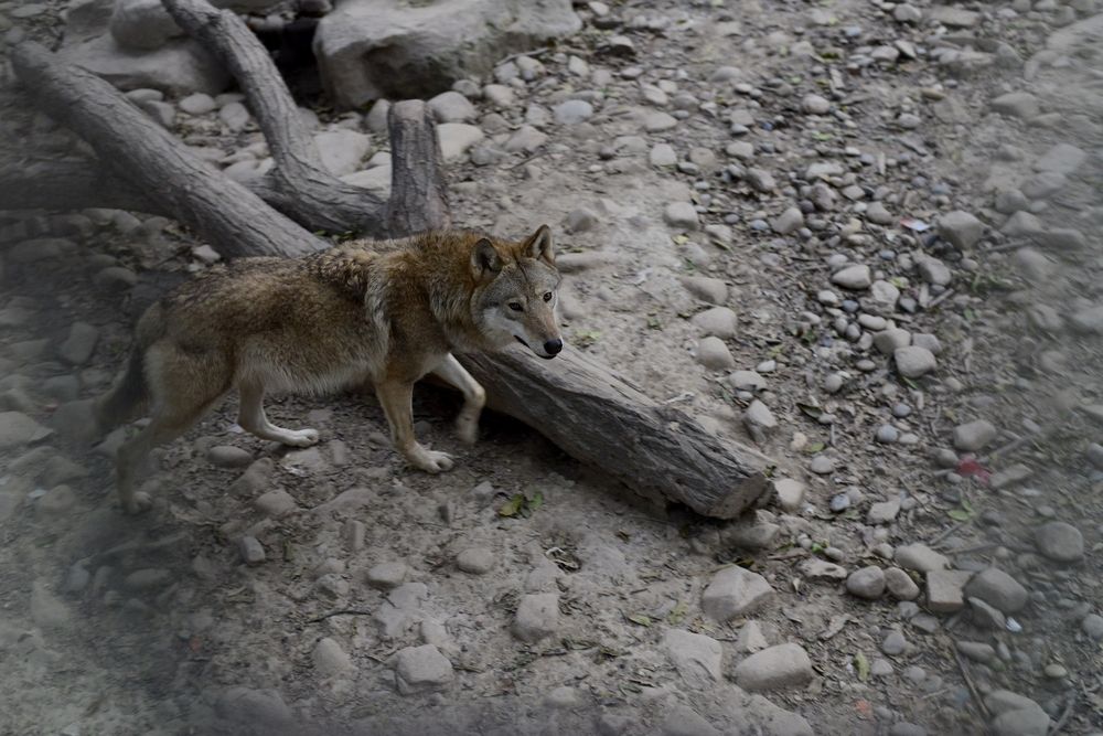 Photograph by Igor Bekagaev