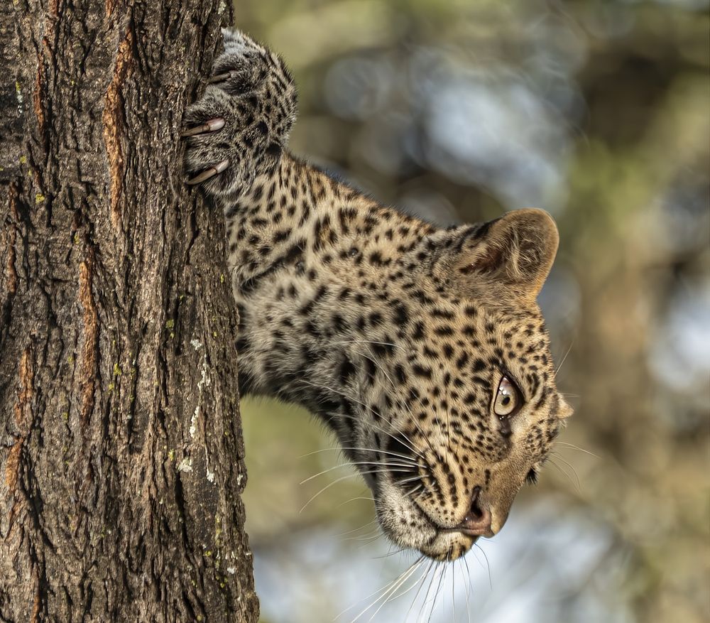 Photograph by gagarin andrey