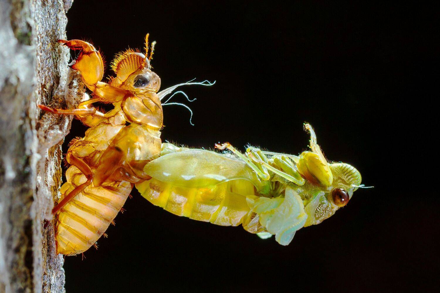 The cicada is molting