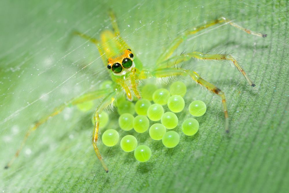 Green love
