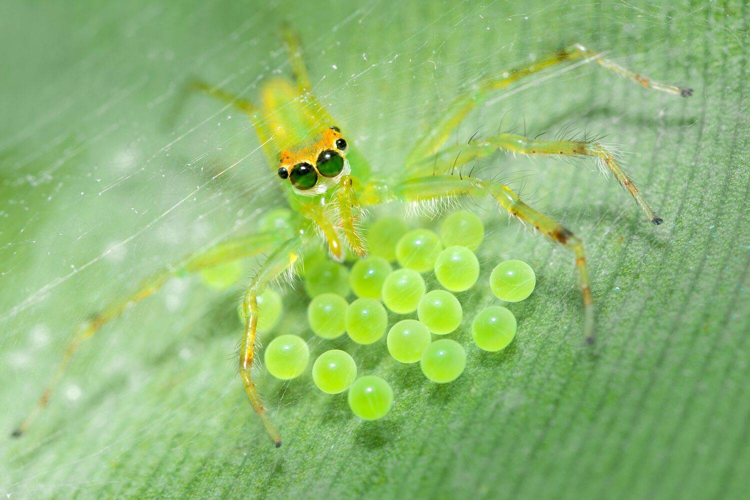 Green love