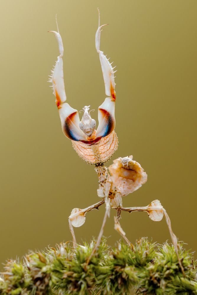 Devil\\\'s flower mantis