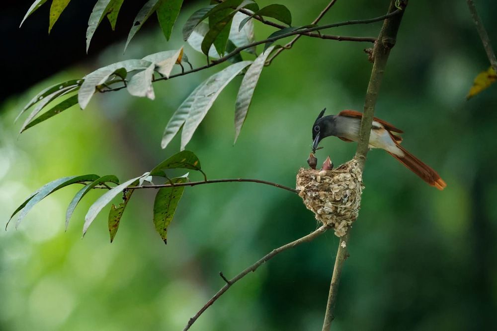 Photograph by Dipanjan Ray