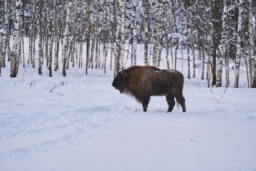 Photograph by Кирилл Мареченков