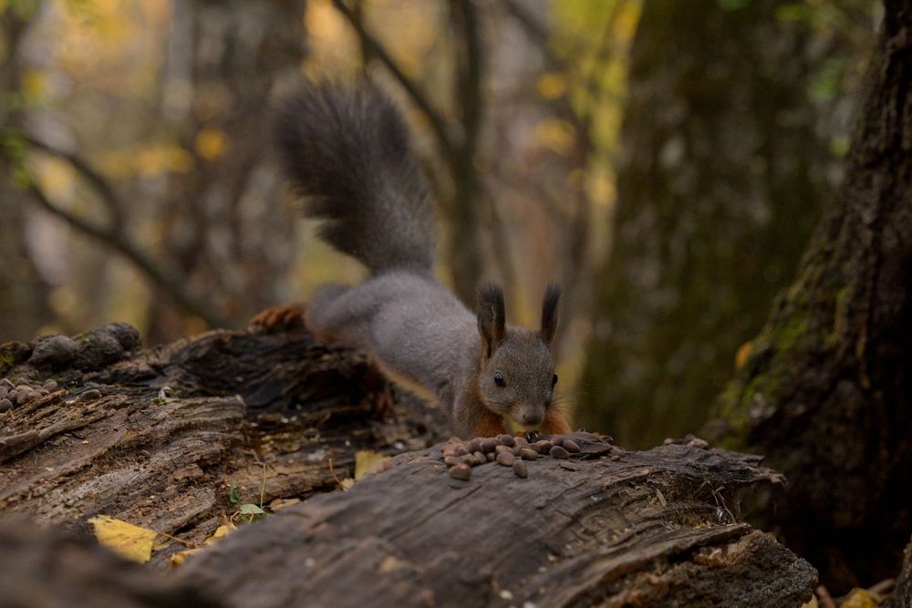 Photograph by Евгения Супрыгина