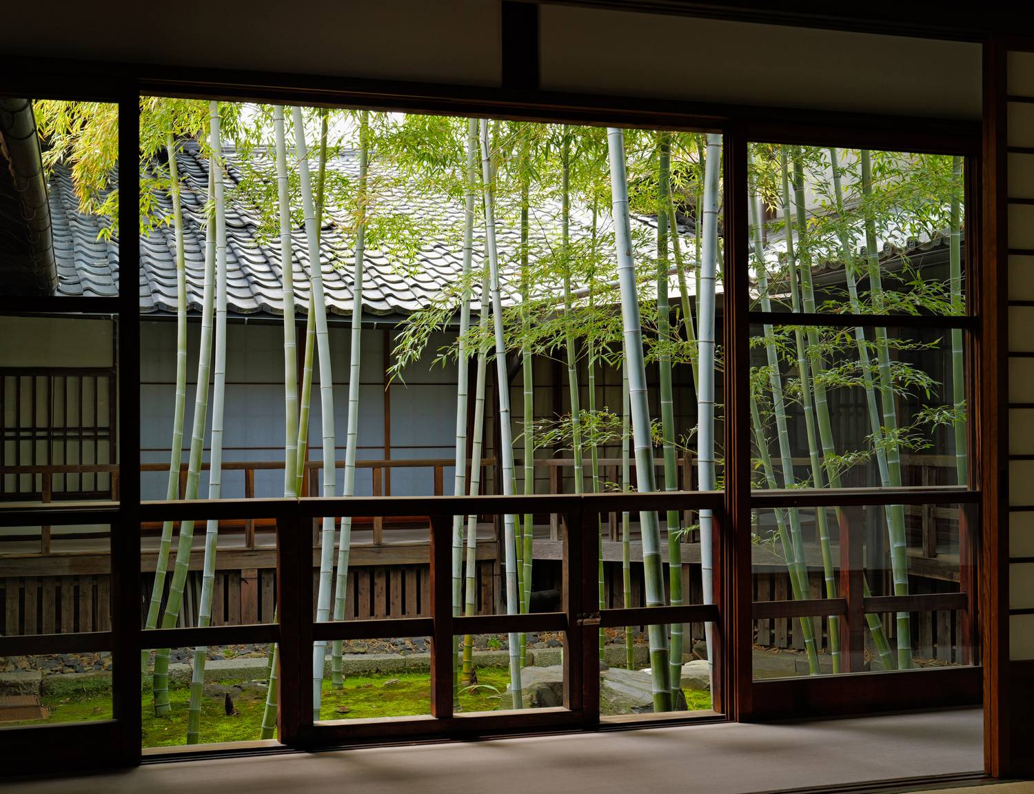 Stillness Beyond the Window