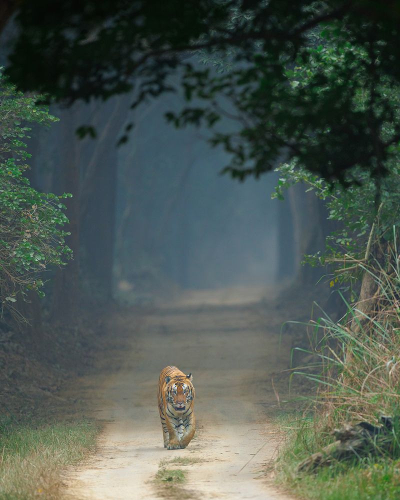 Photograph by Ronak Joshi