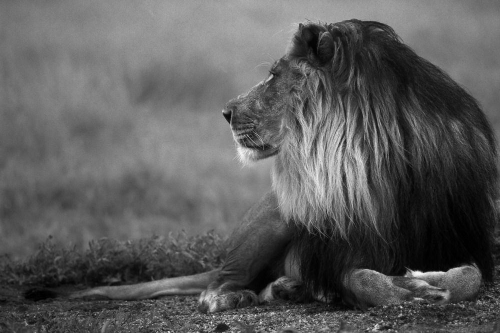 His Majesty