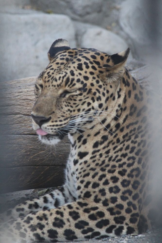 Photograph by Sharad vadoliya