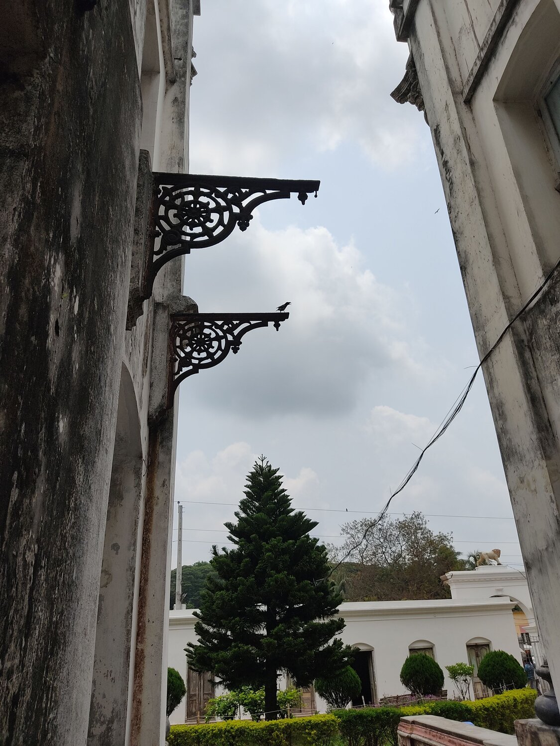 Bird and tree