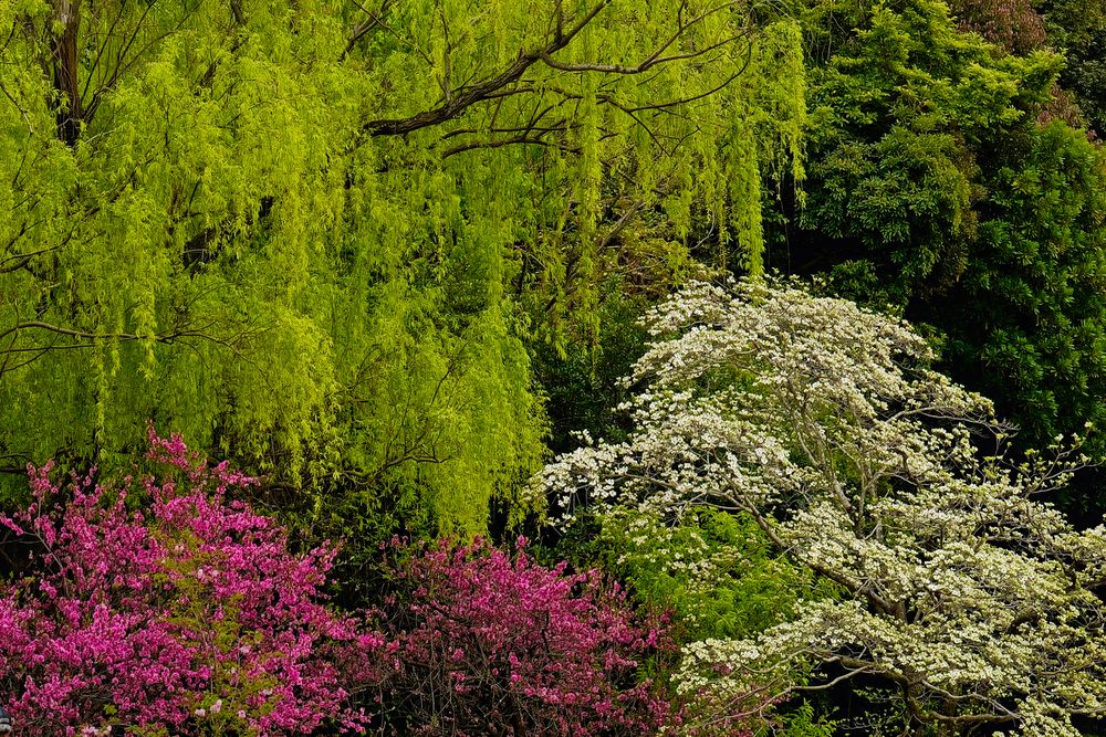 Spring Unfolding
