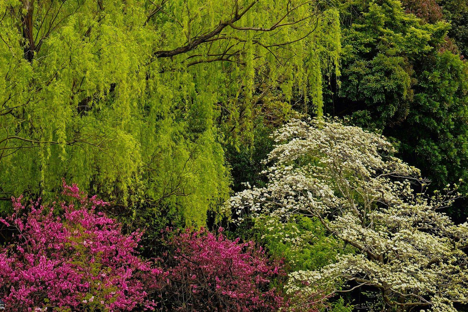 Spring Unfolding