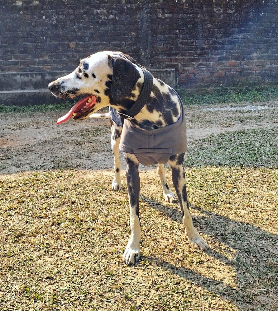 Sunlit Spots & Happy Paws.