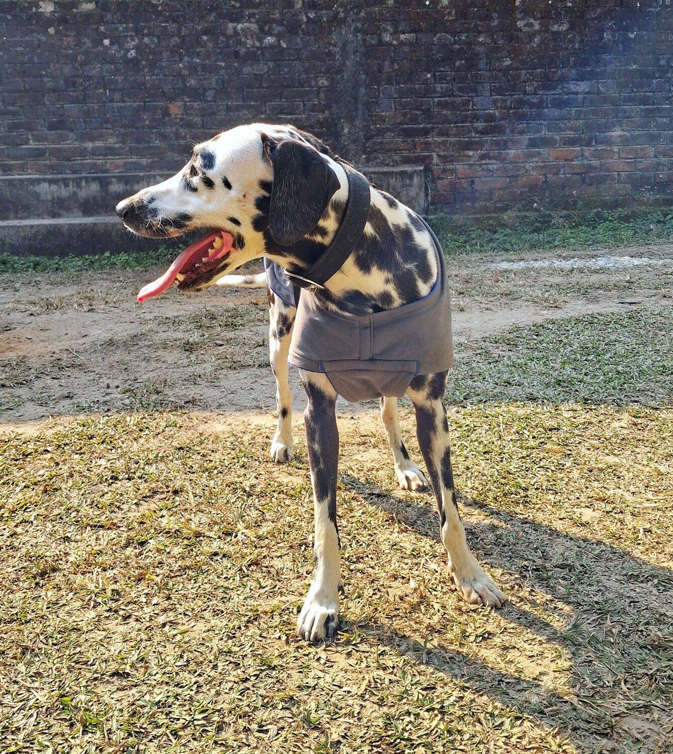 Sunlit Spots & Happy Paws.