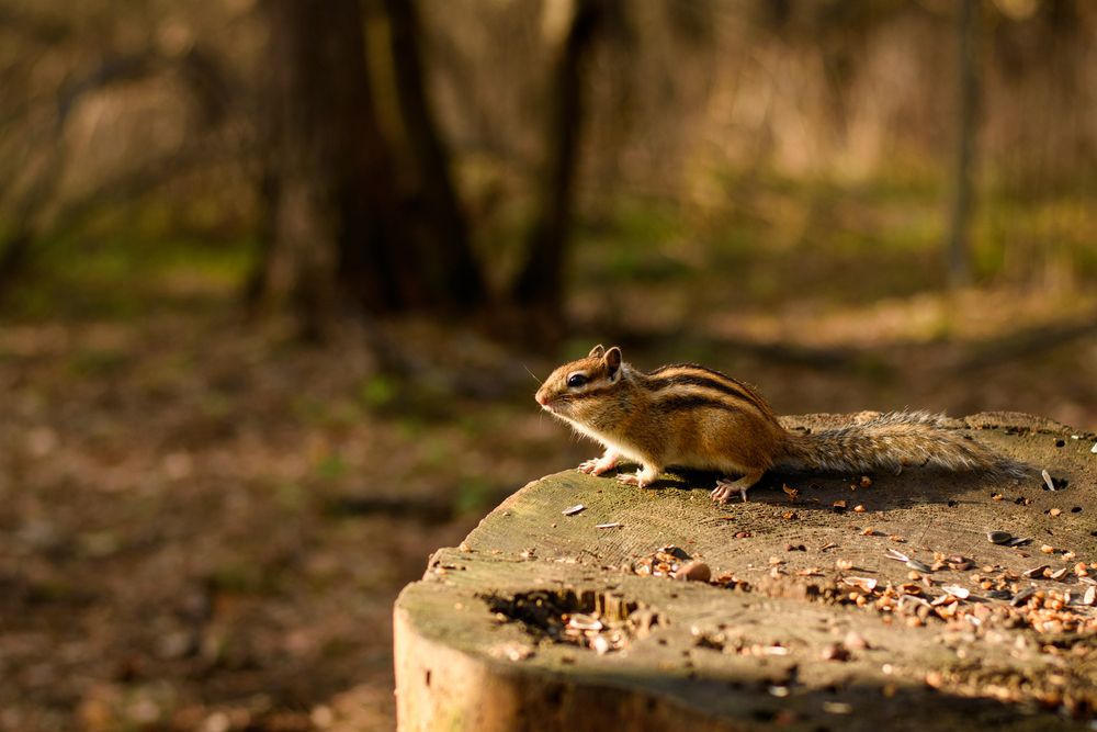 Photograph by Ирина Корнева