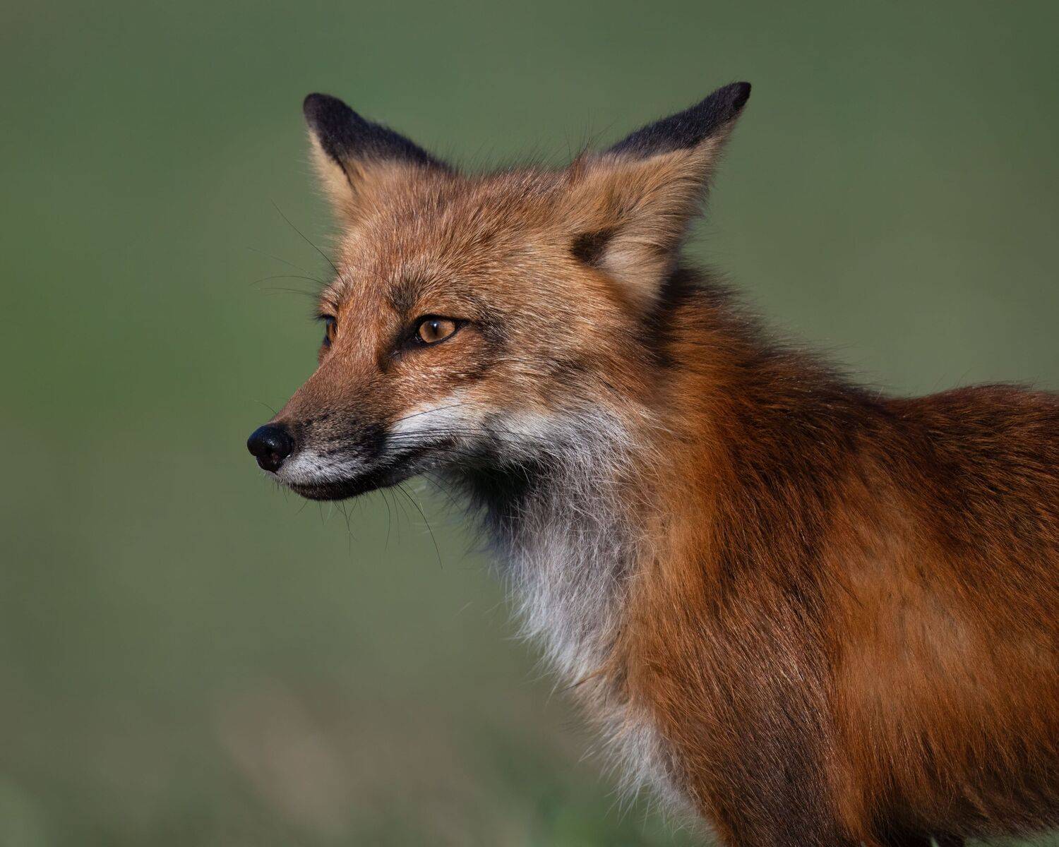 Photo #13532232