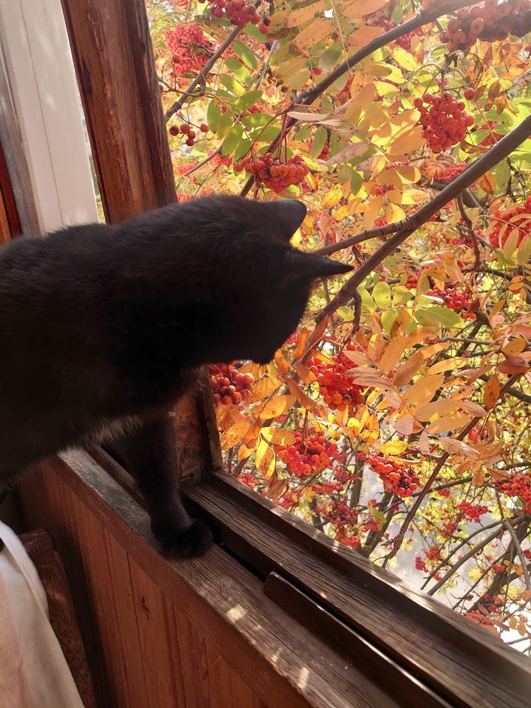 Photo #13532440