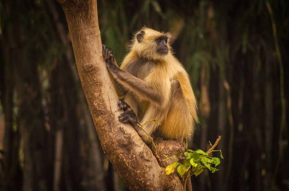 Photograph by Kian Barman Roy