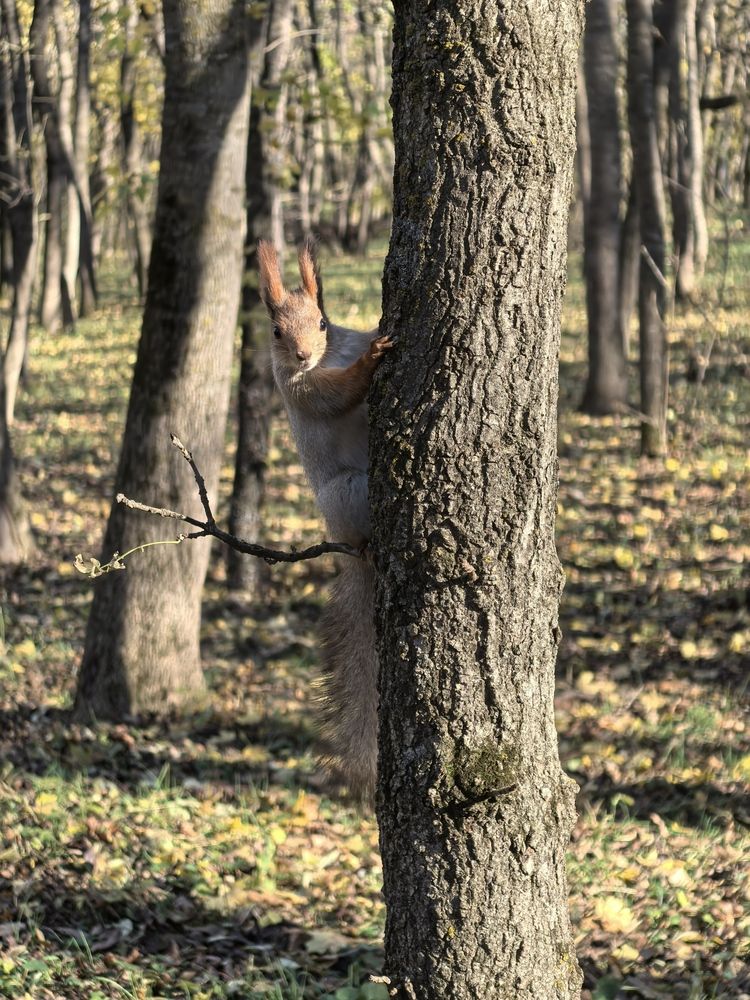 Photograph by Елена Шляхова