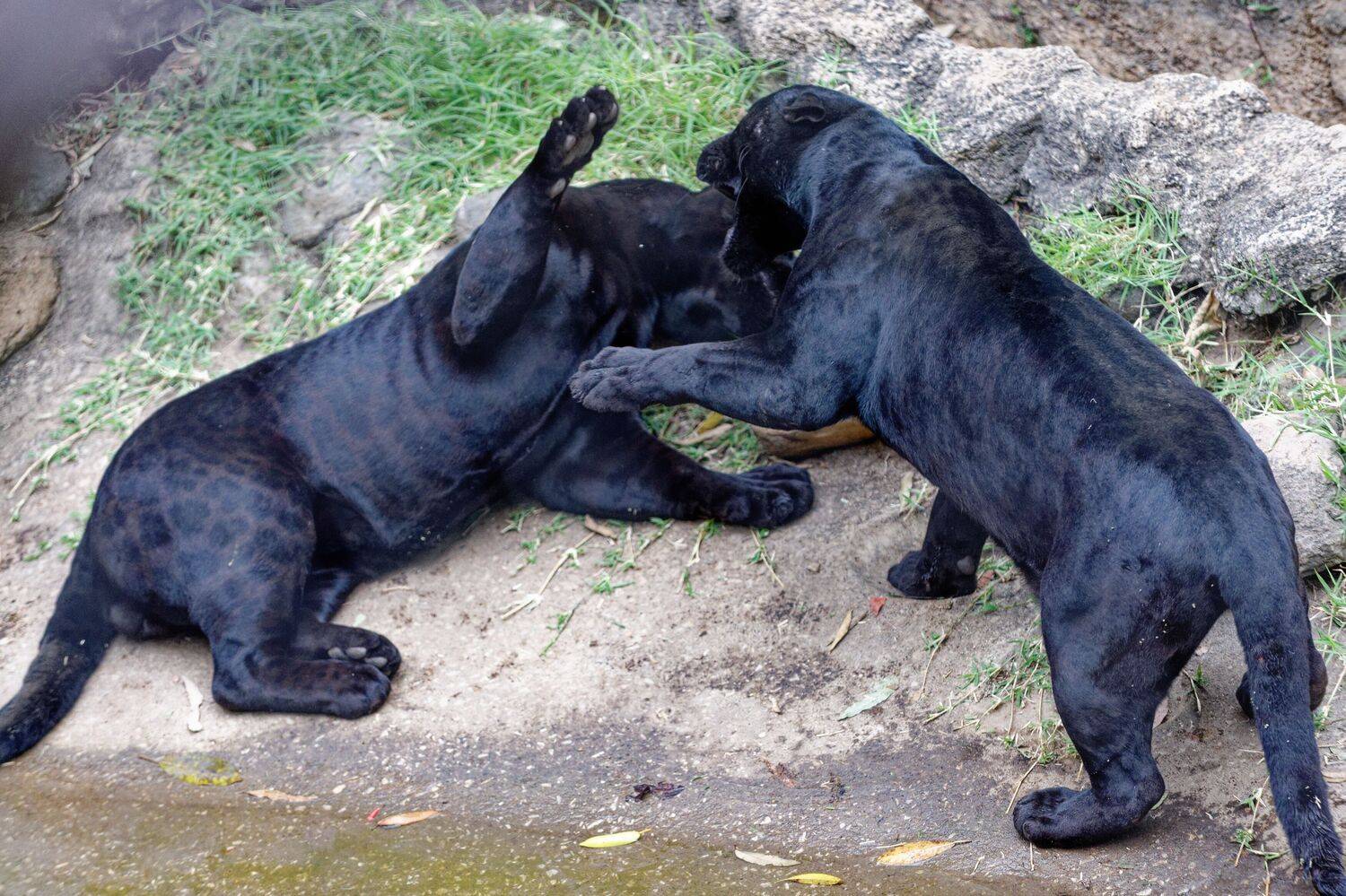 Jaguars
