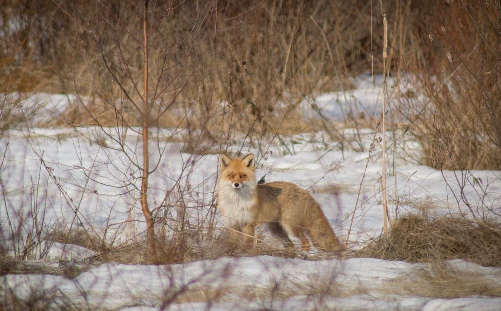 Photograph by Андрей Куракин