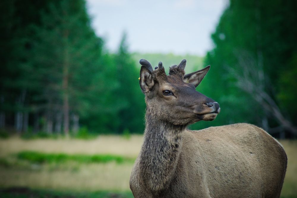 Photograph by Андрей Куракин
