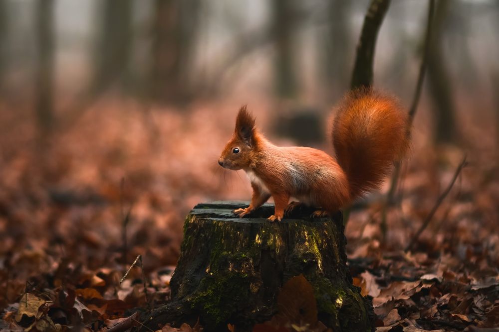 Photograph by Максим Симанчук