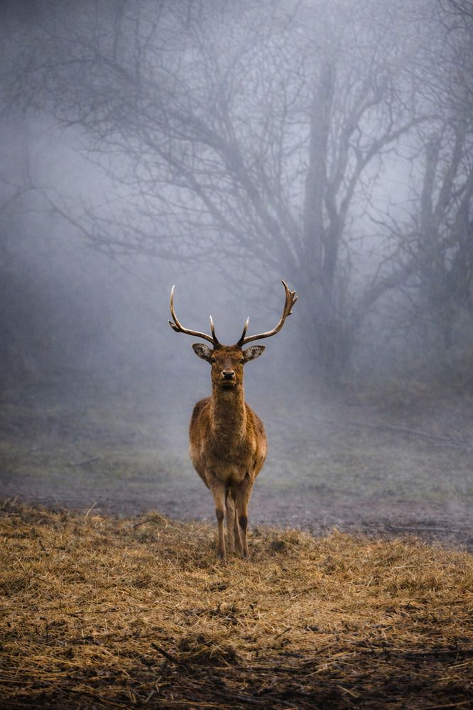 Photograph by Светлана Брускова