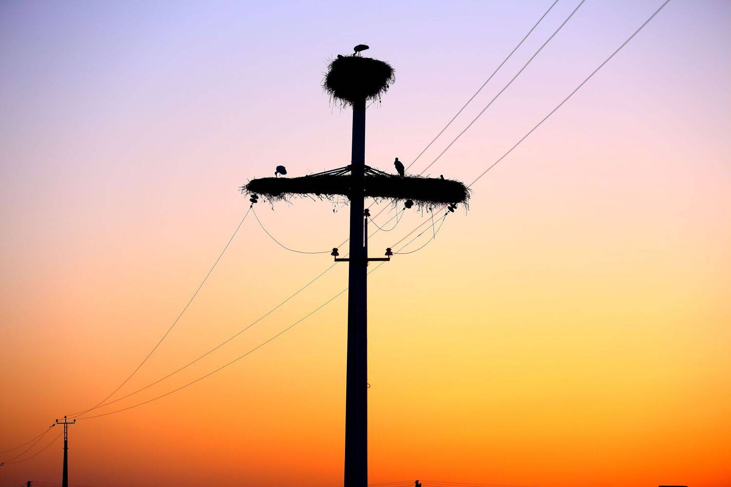 Photo #13533025