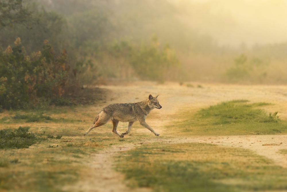 Photograph by SUHAS MANDAL