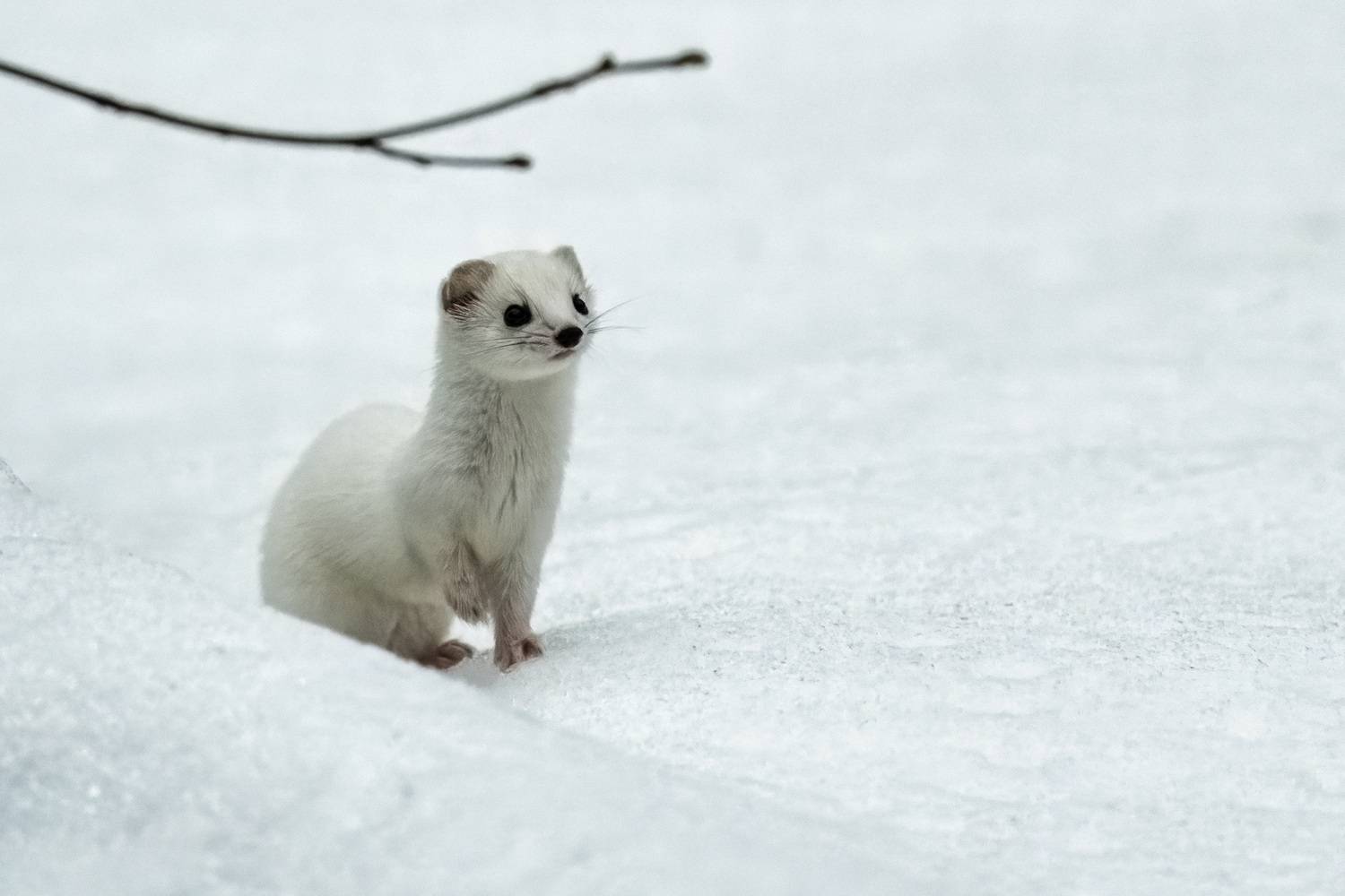 Photo #13533171
