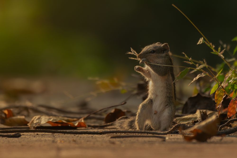 Photograph by SUHAS MANDAL