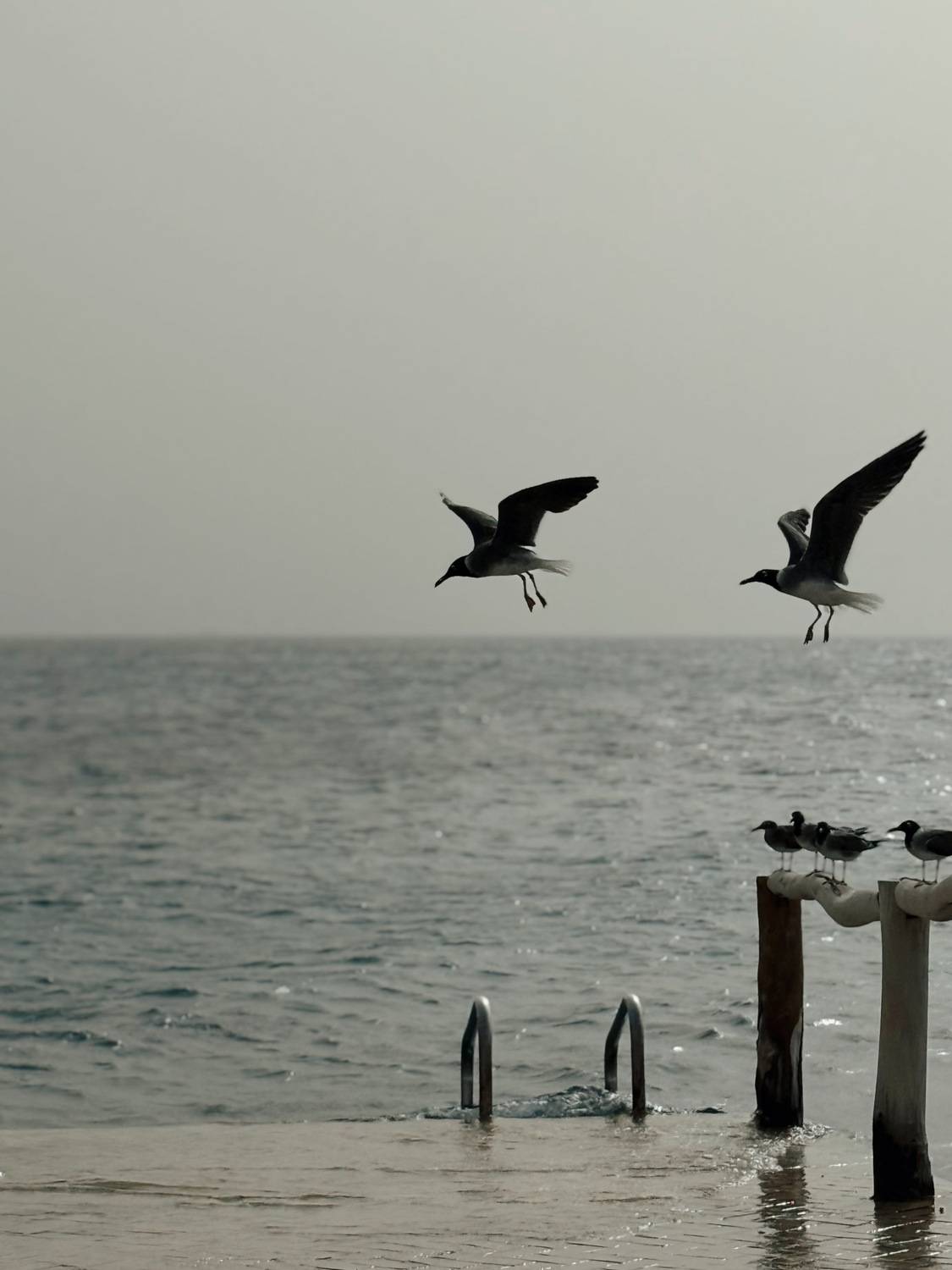 Photo #13533411
